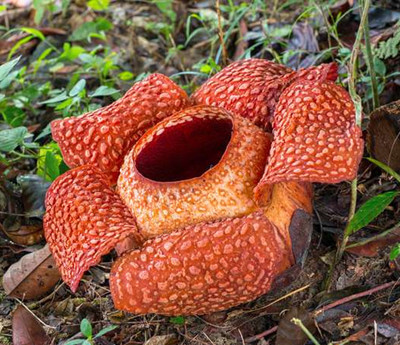 Taman Negara Kinabalu