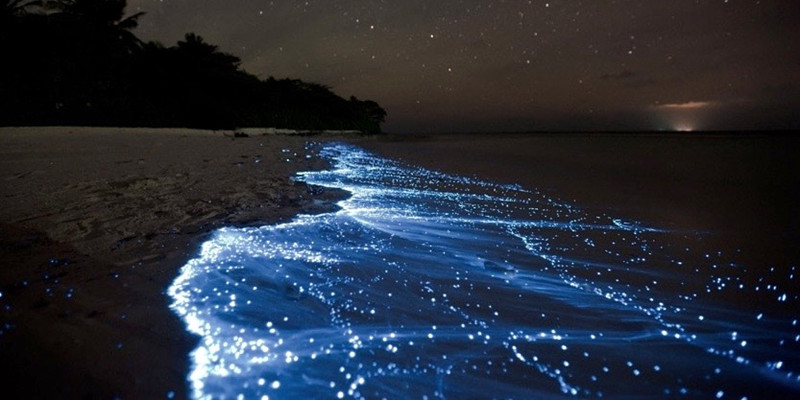 Bioluminescent-Beach