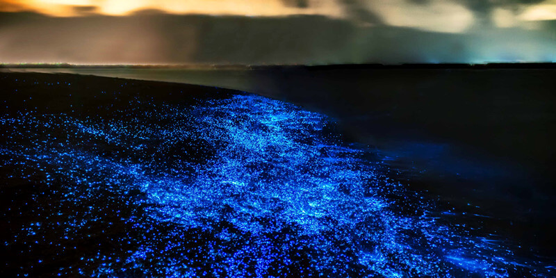 Beautiful-Bioluminescent-in-Ton-Sai
