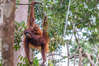 Borneo Nature & Wildlife Tour