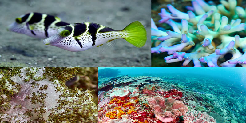 Fish-and-Coral-Reef-at-Donald-Duck-Bay