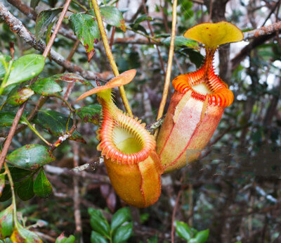 Taman Negara Kinabalu