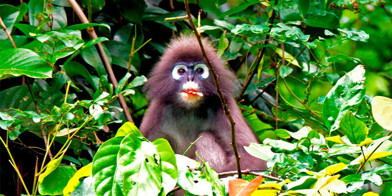 Animals-in-Khao-Sok-National-Park