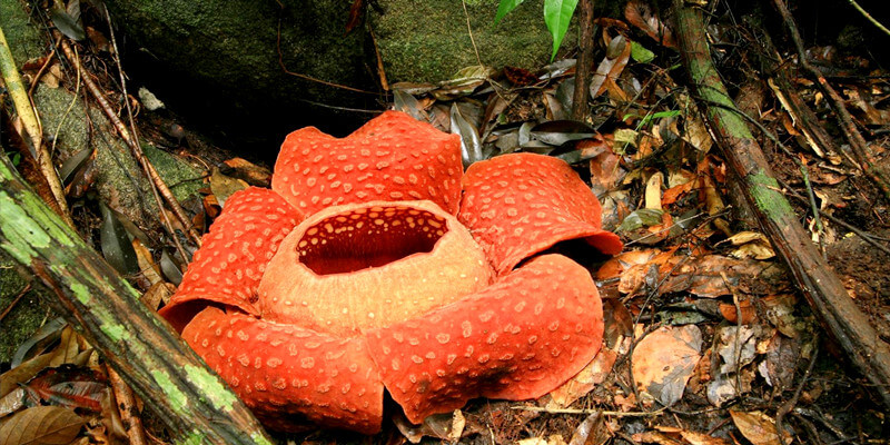 Huge-Rafflesia-Flower-in-Khao-Sok