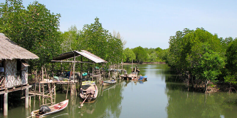 Mangroves-Tour-of-Koh-Lanta