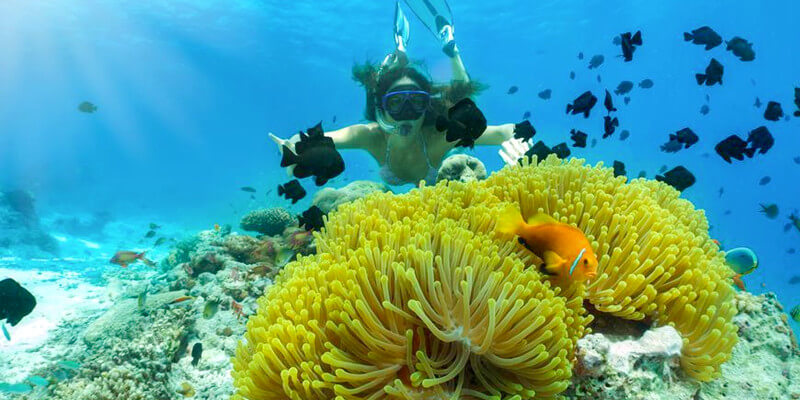 Snorkeling-at-Mosquito-Island