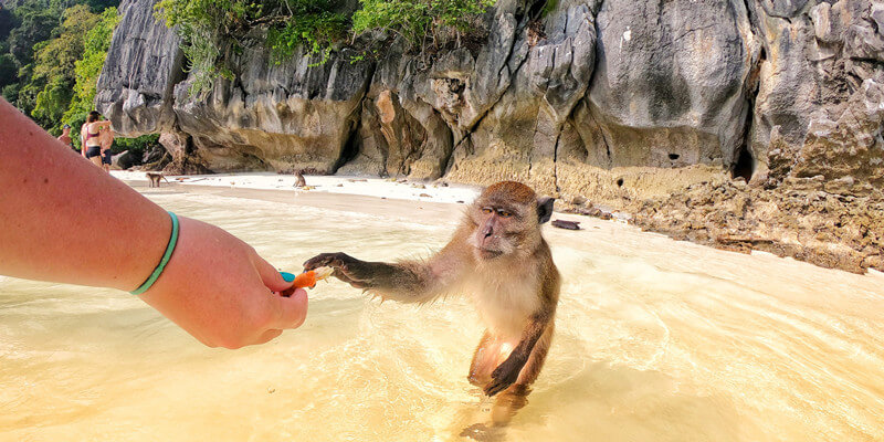 Monkey-on-the-Beach