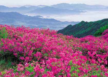 Bhutan-Rhododendron-Season