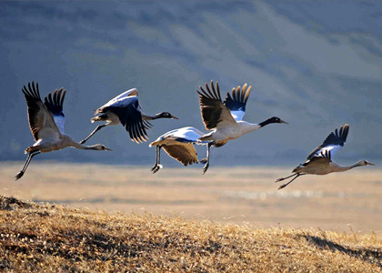 Black-Necked-Crane-in-Bhutan