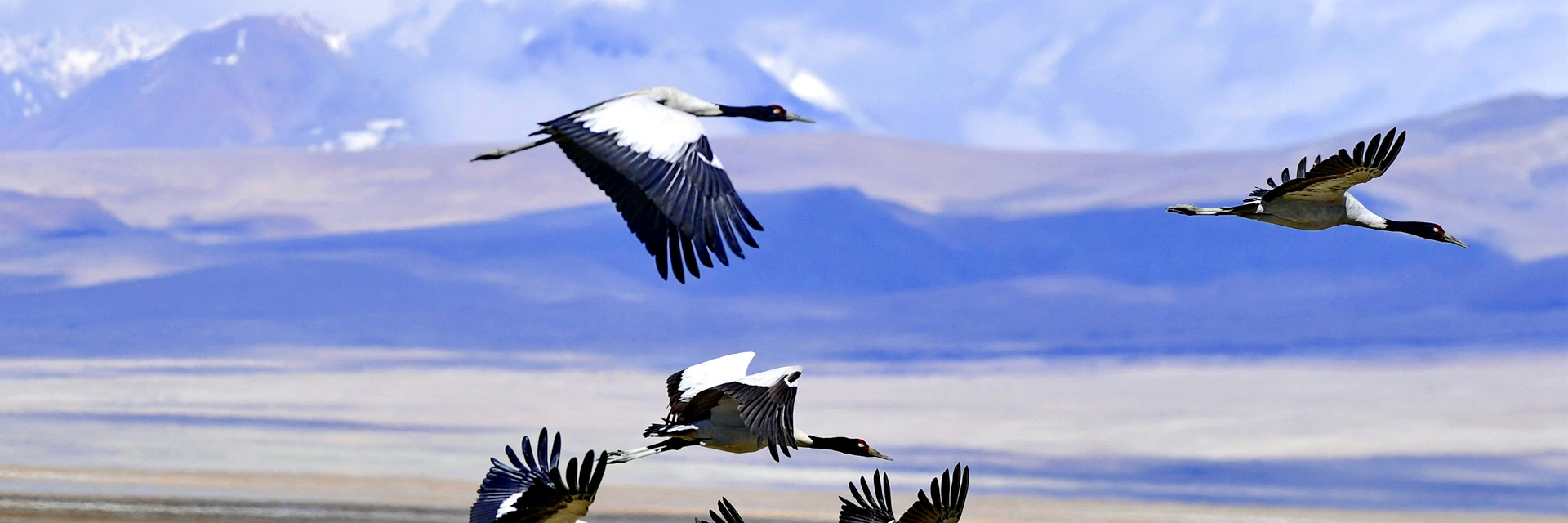 Black-Necked-Crane