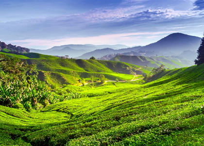 Cameron-Plateau-Malaysia