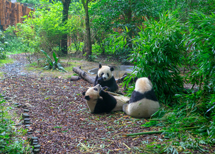 Pandabear Sichuan