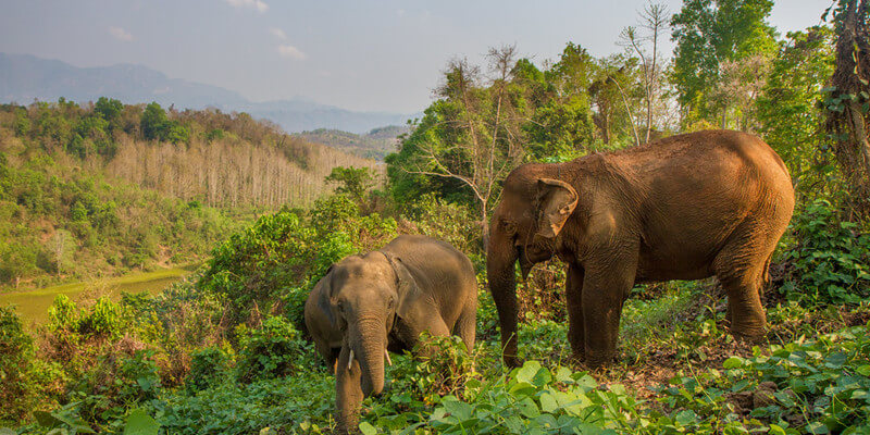 Elephant Conservation Center