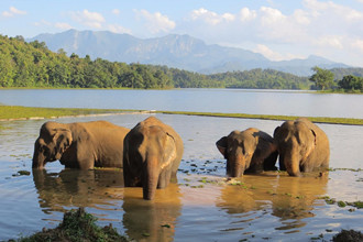 Elephant Conservation Center 5