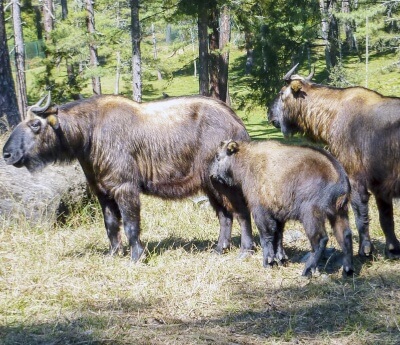 Royal Takin Preserve