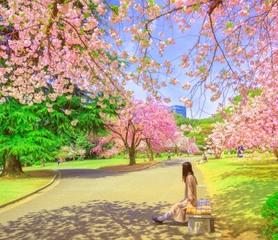 Shinjuku Gyoen Garden