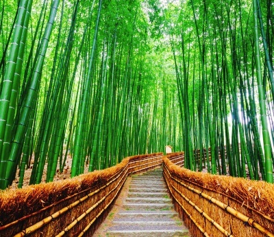 Bamboo groves in Arashiyama
