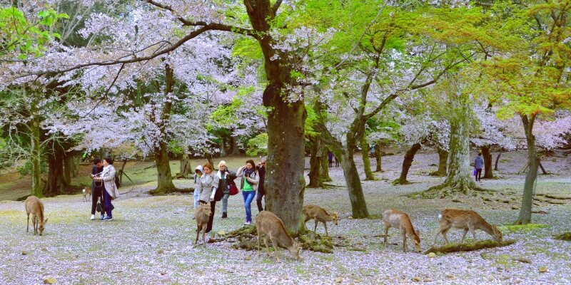 Nara Park