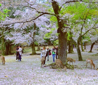 Nara Park