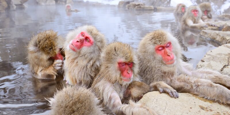 Jigokudani-Snow-Monkey