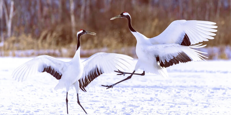 red-crowned cranes