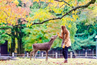 Nara-Park