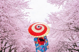 cherry-blossom-japan