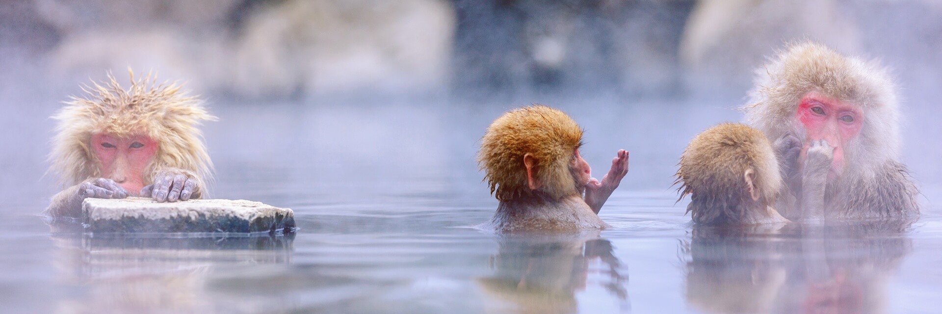 Snow-Monkey-Japan