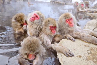 japan-winter-snow-monkey