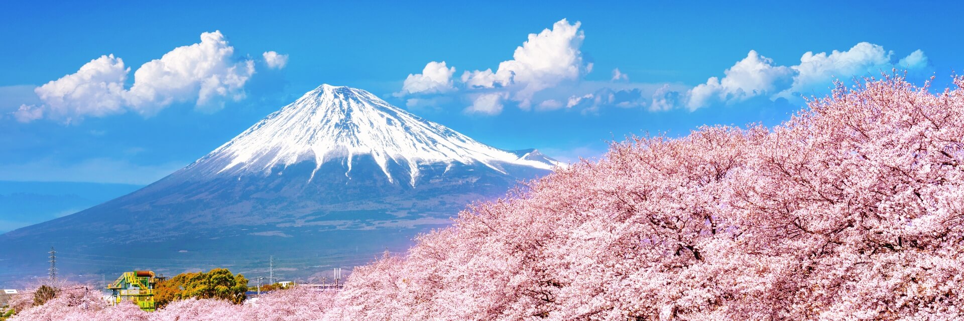 cherry-blossoms-fuji