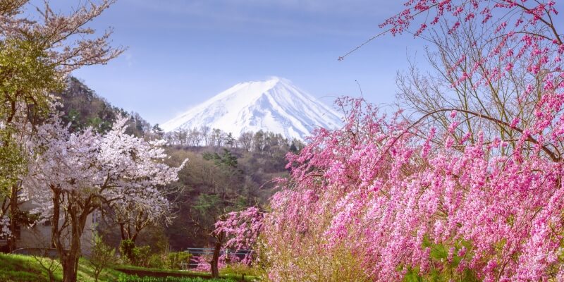 Cherry-blossom-and-Mount-Fuji-in-Hakone