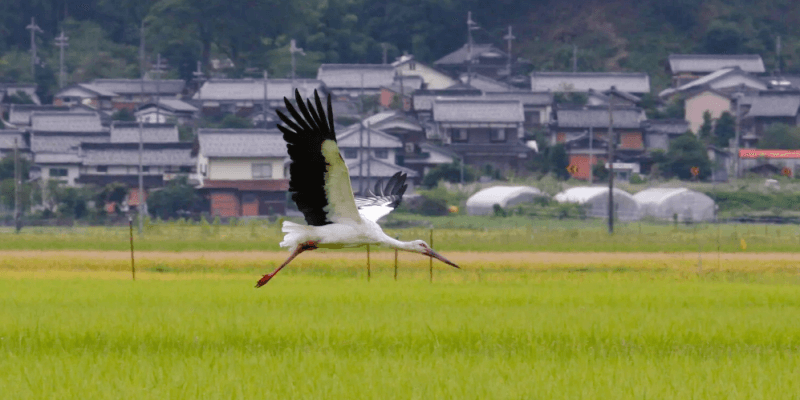 The-White-Stork-Sanctuary-in-Toyooka