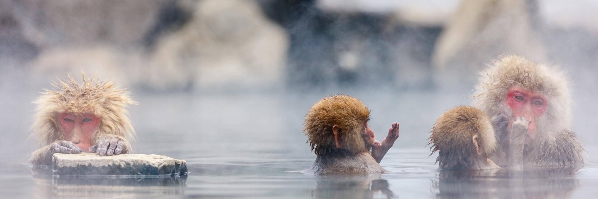 Snow-Monkey-1