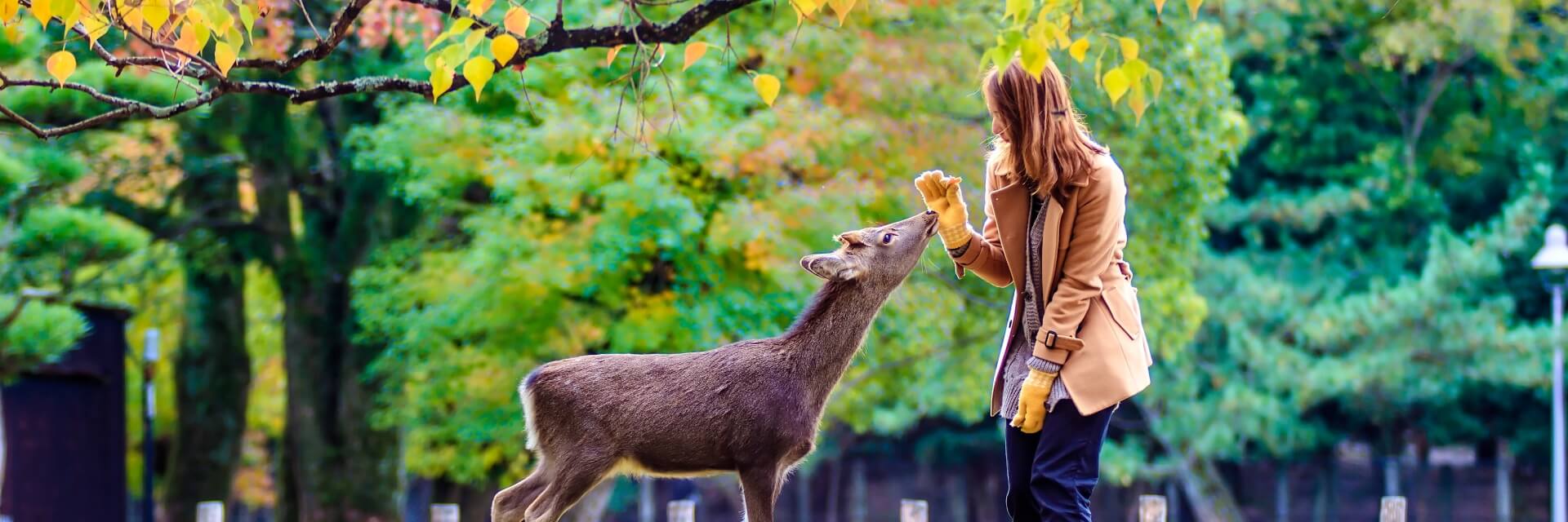 nara-japan