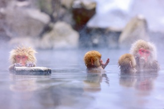 snow-monkey-japan