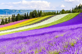 hokkaido-rainbow-meadows