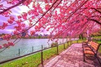 spring-in-tokyo