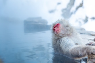 japan-snow-monkey