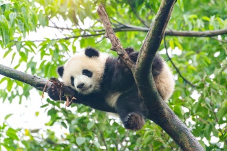 china-panda