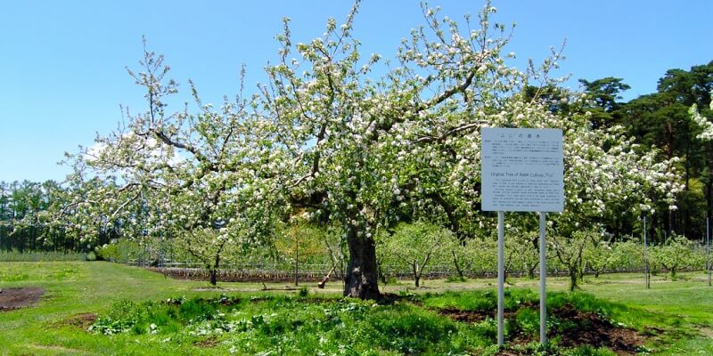 fujisaki-fuji-apple