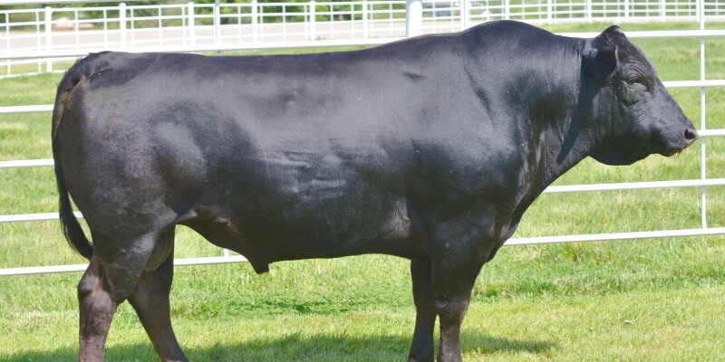 japanese-black-cow