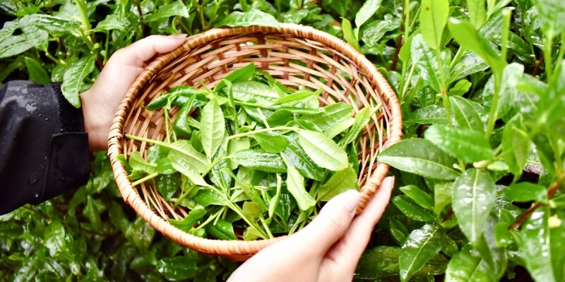 tencha-leaves
