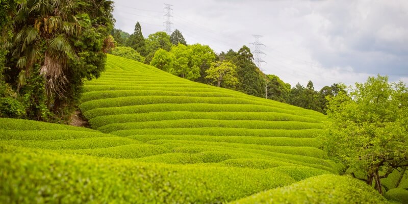 matcha-tea-fields-at-kyoto