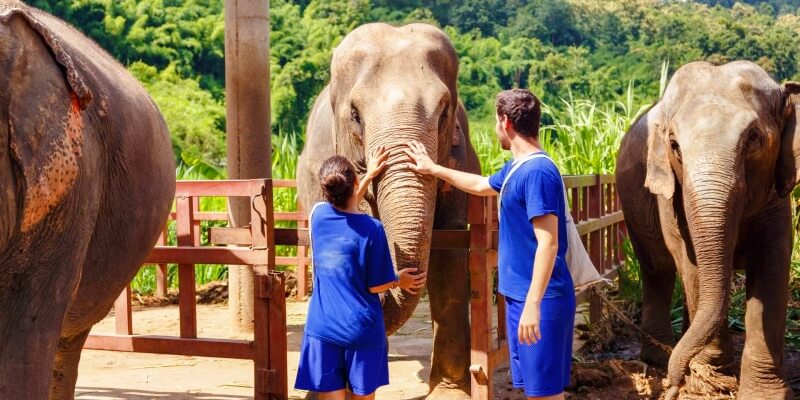 Elephant Jungle Sanctuary