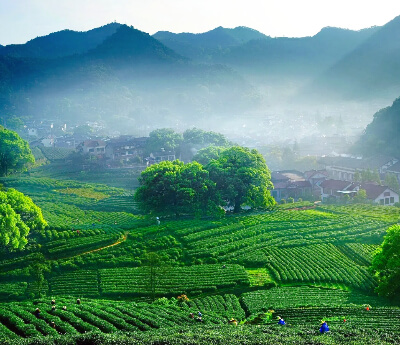 Meijiawu Tea Village