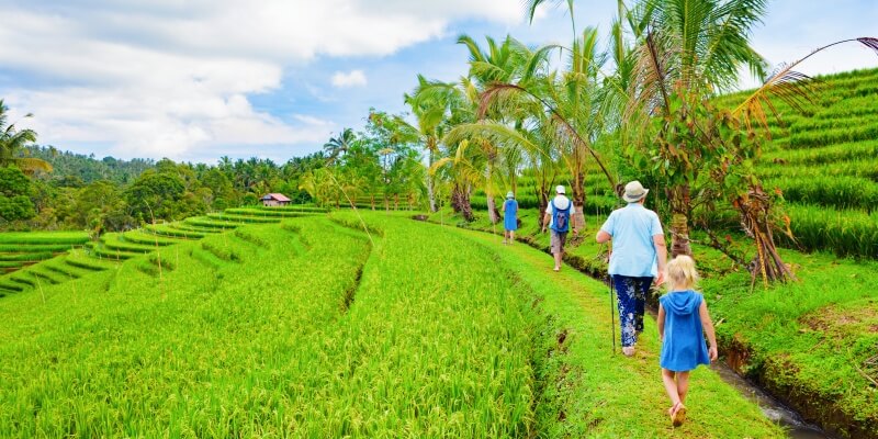 Rice Fields in Bali