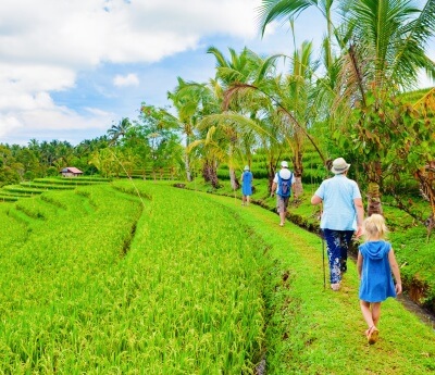 Rice Fields in Bali