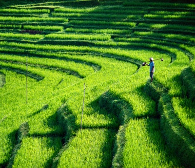 Rice Fields in Bali