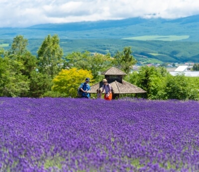 Farm Tomita