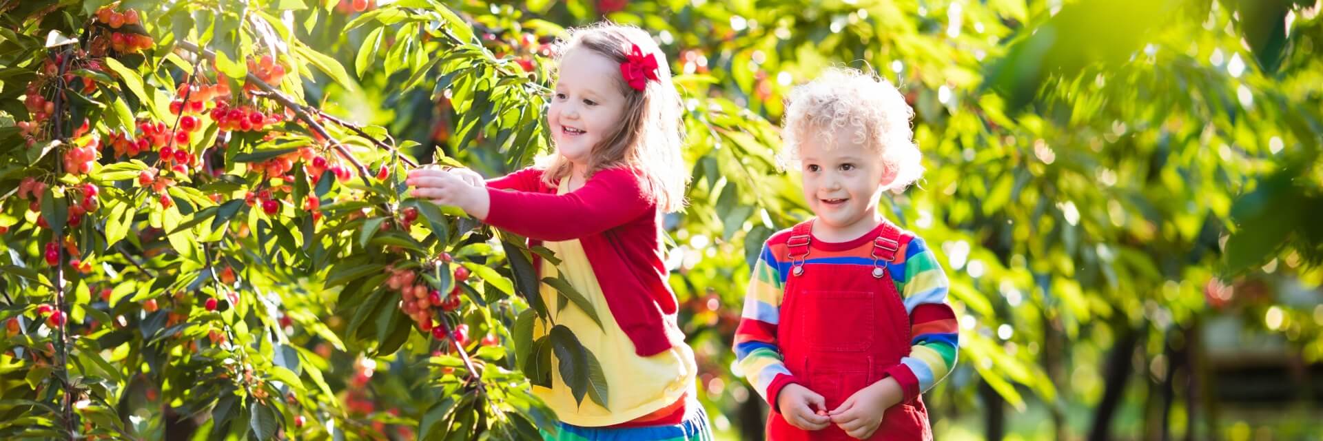 Cherry-Berry-Picking